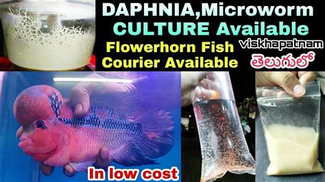 TMW-Guppy farm: Moina, Daphnia, Microworms / Breadworms, Prestige Yeast, Plants, Aquarium Fish, Shrimps & Snails